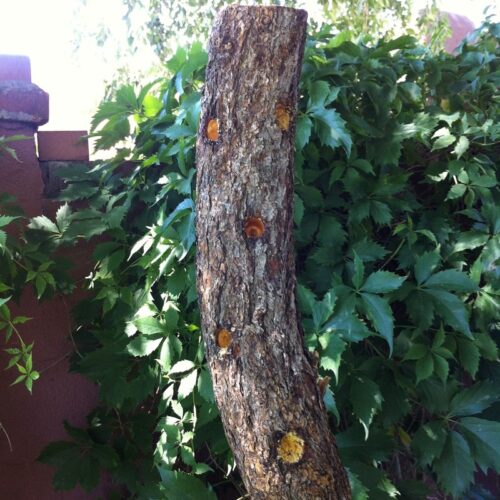 Make amazing bark butter for birds 1