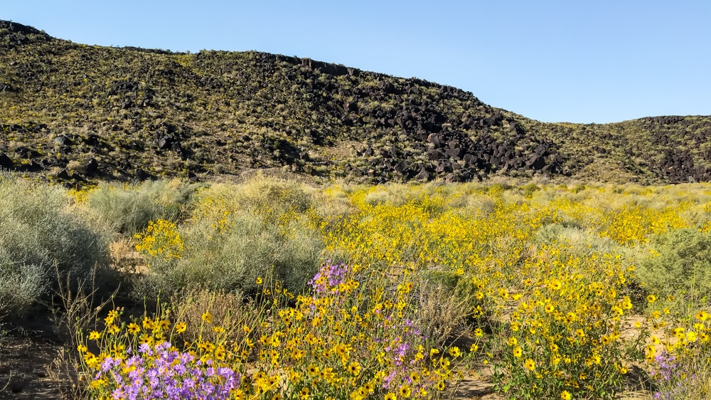 Wildflowers bloom at the Boca Negra Canyon in Albuquerque