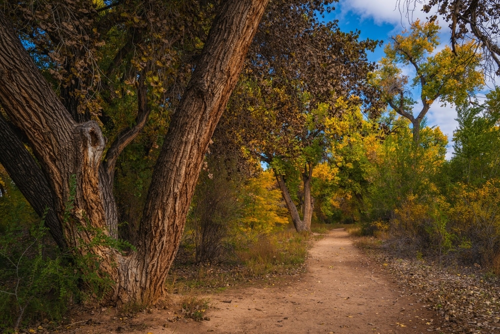 Fall colors in the Cottonwoods on the Paseo del Bosque Trail in Albuquerque
